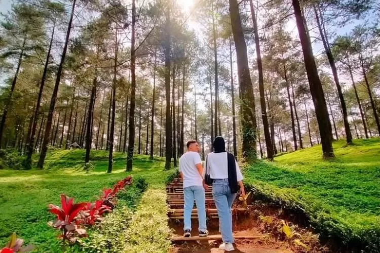 Nyantai Di Keindahan Alam Hutan Pinus Limpakuwus Di Jateng Jadi Destinasi Oke Buat Kamu Yang 3153