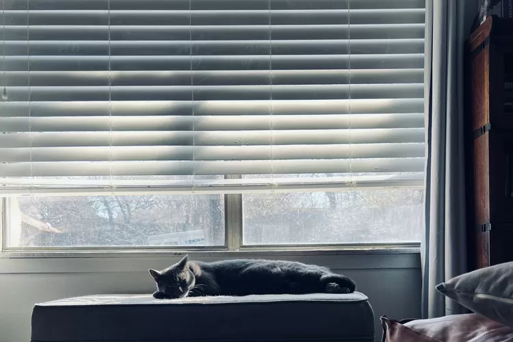 Ilustrasi Inilah 4 Manfaat Roller Blind, Tak Hanya Sebagai Penutup Jendela dan Kaca. Sumber: pixabay