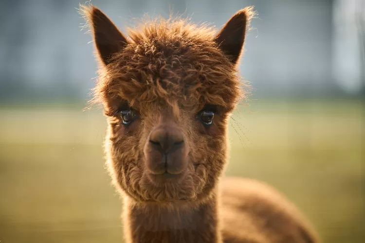 Mirip Unta Inilah 5 Fakta Unik Alpaca Fauna Mamalia dari Amerika