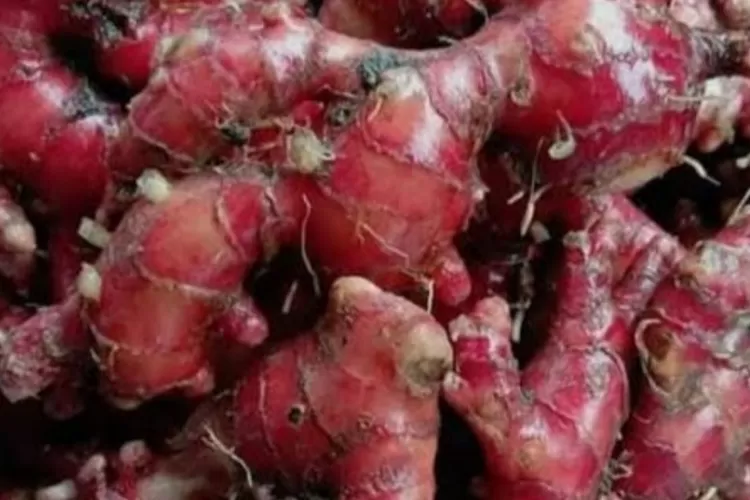 Rimpang jahe merah setelah dibersihkan siap untuk digunakan baik untuk direbus maupun dibakar . (kristian edi candra )