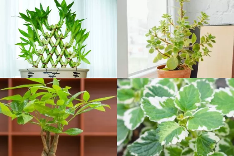 Ilustrasi : 9 Tanaman hias pembawa keberuntungan menurut Feng Shui (Kolase / JakartaInisder.id)