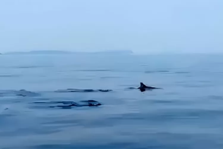 Lumba lumba sering muncul di perairan Pulau Seribu mendatangi para petugas Dinas Lingkungan Hidup. Kehadiran lumba lumba ini diduga merupakan indikasi membaiknya kondisi lingkungan perairan di sana.  (Berita Jakarta)