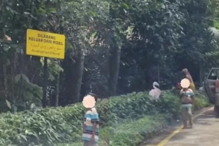 Potret video amatir terkait aksi berbahaya pengunjung ke luar dari mobil di area berbahaya Taman Safari Bogor, Jawa Barat. (X.com/@txtdaribogor)