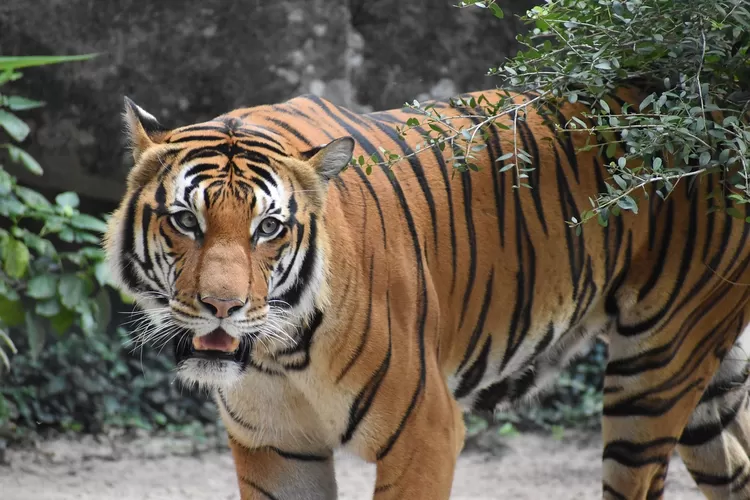 Muncul isu pakan harimau di kebun binatang ragunan dibawa pulang olh petugas, netizen cibir soal korupsi (Pixabay)