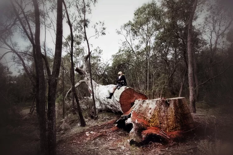 Prabowo mengaku akan tertibkan pembalakan liar (Pixabay)