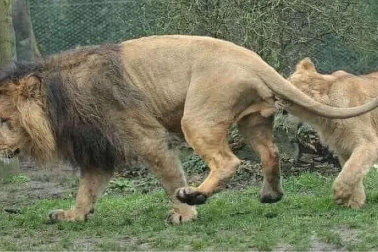 Singa betina tampak sedang menggigit buah zakar singa jantan yang dinarasikan karena marah tidak dipenuhinya hasrat bercinta yang menggebu. (jasminericegirl)