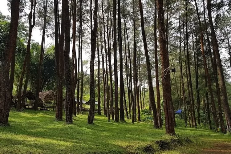Hutan Pinus Nongko Ijo di Madiun yang menjanjikan sensasi kawasan hutan pinus dengan udara yang sejuk