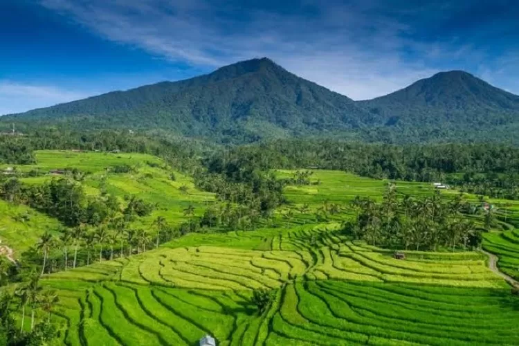 Terasiring sawah menjadi pemandangan yang khas di Desa Jatiluwih, Bali yang mampu memanjakan mata wisatawan