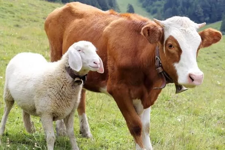 Ilustrasi: H-1 Penjualan Hewan Kurban di kota Bandung masih loyo (Freepik / GoraJuara.com)