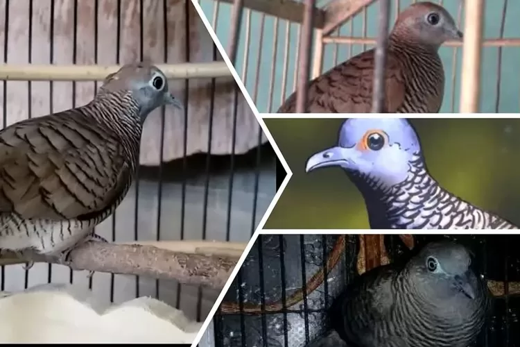 Inilah 4 perkutut katuranggan pembawa rezeki yang dipercaya bisa mendatangkan kekayaan dan aura positif di rumah. (ist)