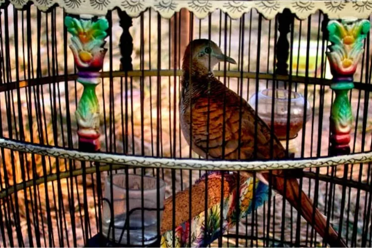 Perkutut katuranggan  (istimewa)