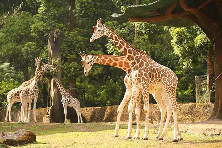 rekomendasi kebun binatang Jawa Tengah dan Yogyakarta  (istimewa)
