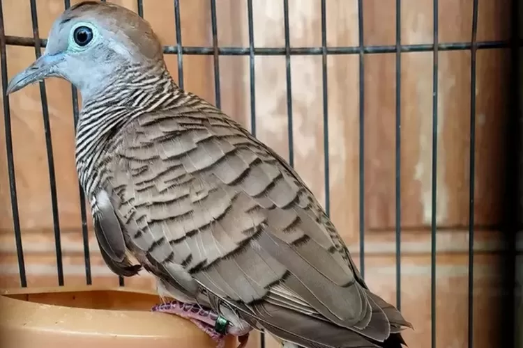 Ilustrasi perkutut cemas di kandang (Instagram/mas_channd)