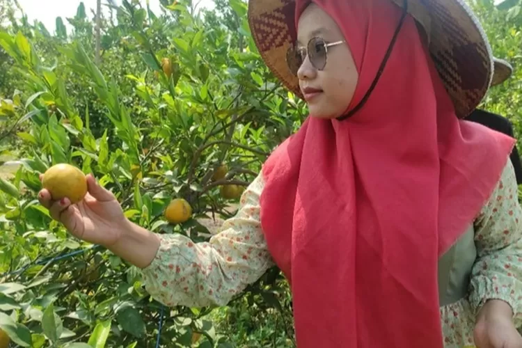 Salah satu pengunjung Muslikhah di agrowisata petik jeruk Desa Tugu Lor, Kecamatan Karangnyar Kabupaten Demak. (zaidi)