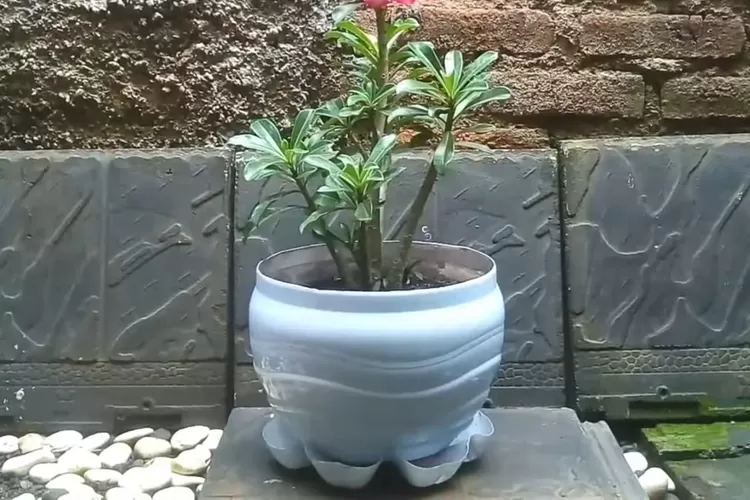 Siapa Bilang Galon Le Minerale Bekas Cuma Bisa Jadi Pot Yang Biasa Aja Nih Diy Pot Bunga Cantik