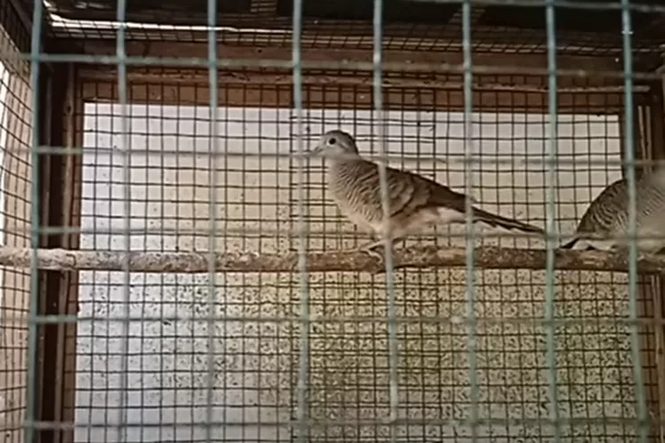 Peluang bisnis burung perkutut makin menjanjikan! Ikuti panduan lengkapnya untuk hasilkan cuan segunung dari hobi sederhana (Youtube)