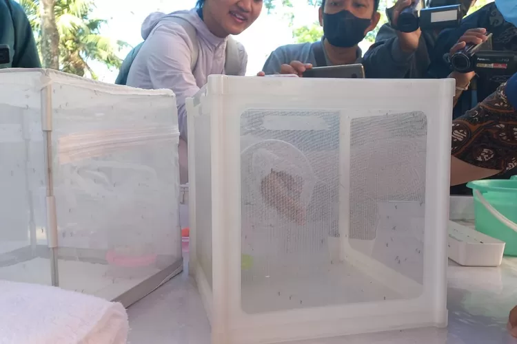 Wolbachia pencegah nyamuk demam berdarah terus disosialisasikan di Kota Semarang.  ((Humas Pemkot))