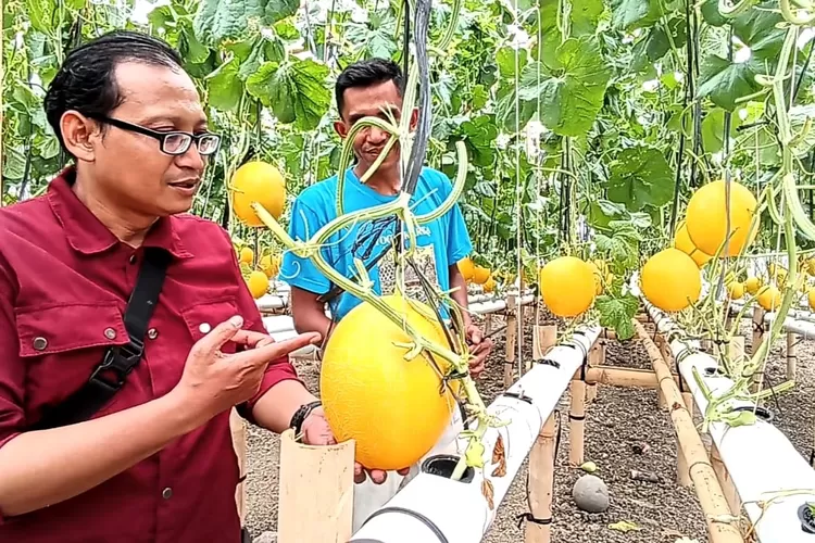 Warga memetik sendiri melon golden hidroponik yang dikembangkan di Desa Bulugede, Kecamatan Patebon. (Foto: Edi Prayitno/kontributor Kendal)