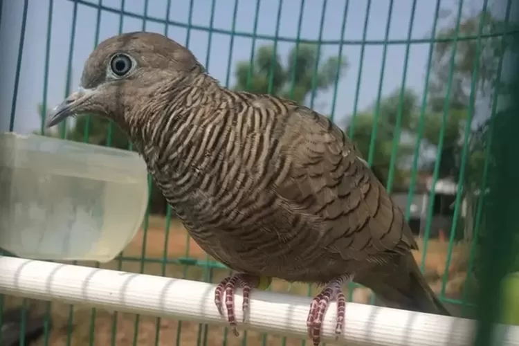 penyakit-penyakit burung perkutut  (Facebook Ali Satrio Wicaksono)