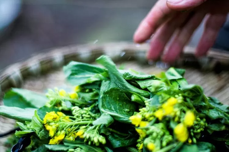 Rekomendasi 3 Jenis Pakan yang Membuat Perkutut Gacor, Sehat dan Rajin Manggung