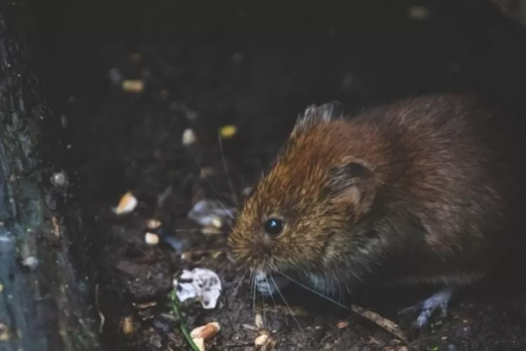 Anti Gagal! Cara Mengusir Tikus Di Rumah Cuma Pakai 3 Bahan Dapur Ini ...