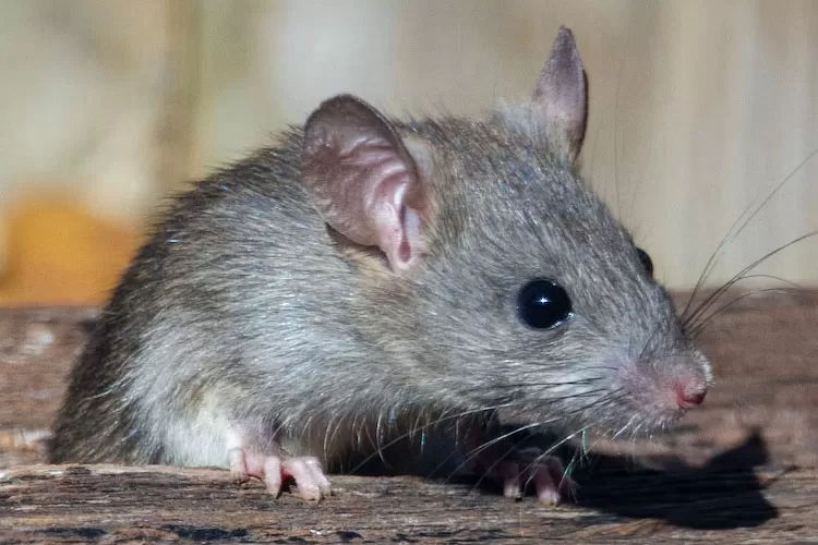 Cara mengusir tikus dengan menggunakan kulit buah populer satu ini. (Unsplash.com/Joshua J. Cotten)