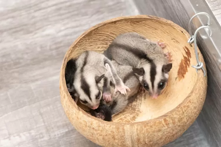 Tempat berlibur di Semarang ada mini zoo untuk jalan-jalan bersama si buah hati. (Unsplash.com/ Đồng Phục Hải Triều)