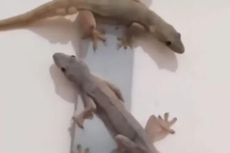 Inilah cara membuat semprotan pengusir cicak modal Rp3 ribu (Tangkap layar Youtube faktasekitarkita)