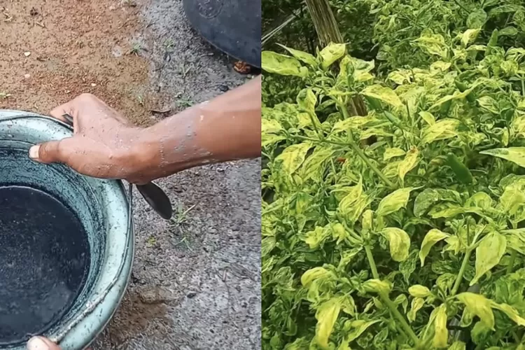 Ramuan untuk mengatasi patek pada tanaman cabai (Youtube dk y Garden)