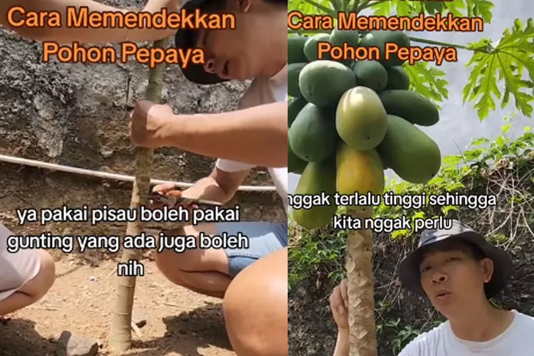 Tips agar pohon pepaya tumbuh pendek tapi buah tetap besar. Mudah dipetik. (Tangkapan layar TikTok babyarasyviolin)