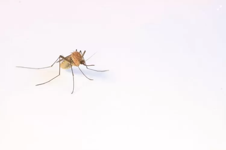 Jejak Langka dalam Evolusi: Fosil Nyamuk Berusia 130 Juta Tahun Belum Pernah Terungkap Sebelumnya