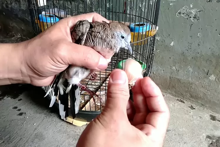 Cara bikin perkutut mengangguk-angguk ketika dengar siulan pemilik/ &nbsp;YouTube Anggi Arsy