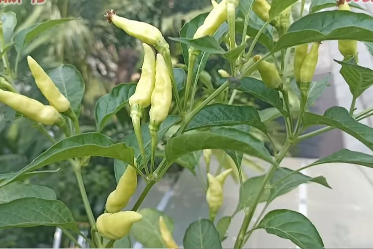 Perawatan Tanaman Cabai di Polybag Bisa Panen Berkali-kali (Youtube ook tani 93)