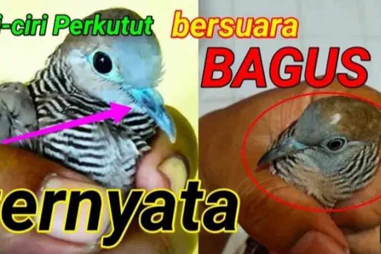  Ciri-ciri baik fisik maupun suara yang dimiliki oleh perkutut lokal dengan suara emas/&nbsp;YouTube perkutut Banten