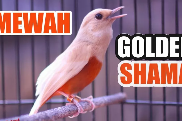 Anti Mainstream! Ciri Murai Batu Golden Shama Gacoan Sultan: Unik Jadi Primadona Masteran Tembus 250 Juta