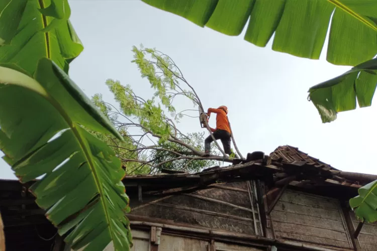 Petugas BPBD Kendal memangkas  pohon yang tumbang menimpa rumah waga Rabu 3 Januari 2024. (Kontributor Kendal Edi Prayitno)