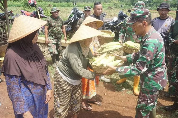 Desa Rowobelang, Kabupaten Batang panen jagung hasil pertanian Kodim 0736 Batang.  (Foto: Muslihun kontributor Batang.)