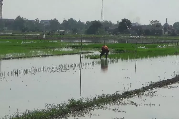 Kondisi areal persawahan yang terendam banjir akibat hujan deras dan luapan sejumlah sungai di Kendal.  ((edi prayitno/kontributor Kendal))