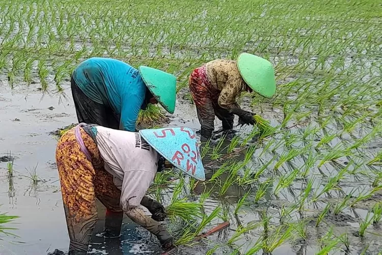 Petani Desa Depok Kecamatan Kandeman Batang bercokok tanam.  (Foto: Muslihun kontributor Batang.)
