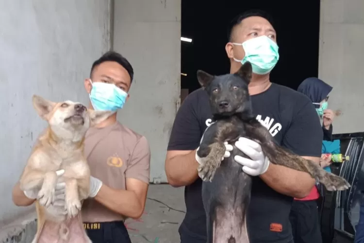 Polrestabes Semarang merawat anjing-anjing yang dibawa dengan truk usai berhasil diamankan. (istimewa)