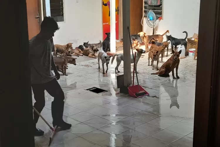 Anjing-anjing selundupan di Semarang ternyata berpotensi tularkan penyakit. (Ayosemarang.com/ Audrian Firhannusa)