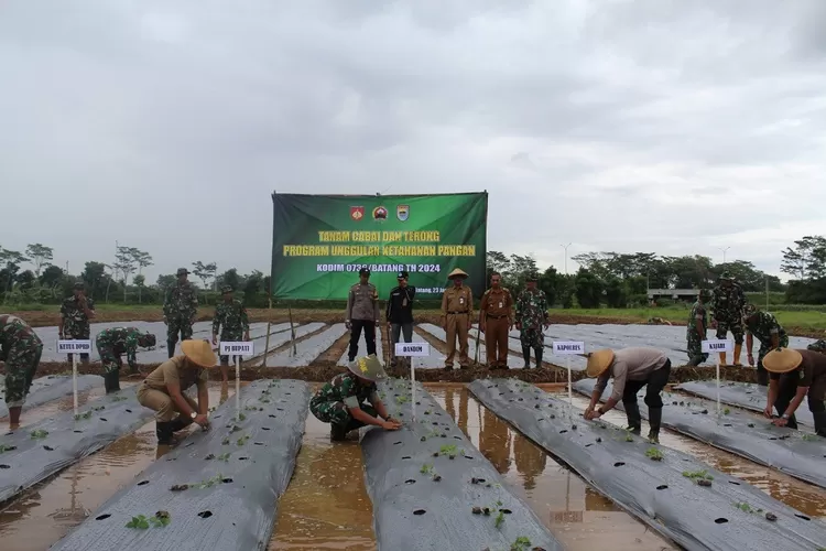 Tanam bibit cabai dan terong.  (Foto: Istimewa.)