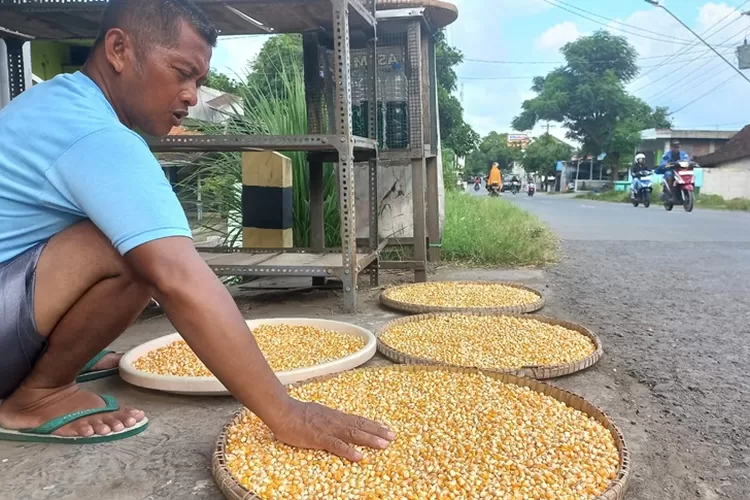 Pedagang pakan ternak menjemur jagung yang akan dijual. Harga jaung di kendal naik mencapai Rp 8000.  (edi prayitno/kontributor Kendal)