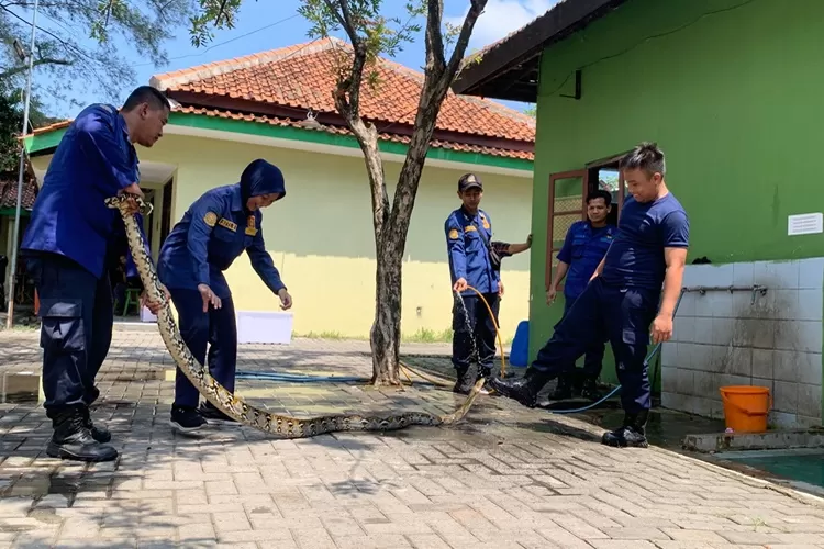 Ular sanca yang berhasil ditangani Damkar Kendal.  (Edi Prayitno/kontributor Kendal)
