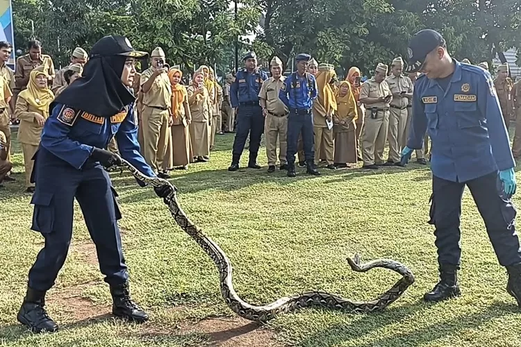 Simulasi penanganan penyelamatan ular usai apel hari Satpol PP, Satlinmas dan Damkar di Alun-alun Kendal Senin 4 maret 2024.  (edi prayitno/kontributor Kendal)