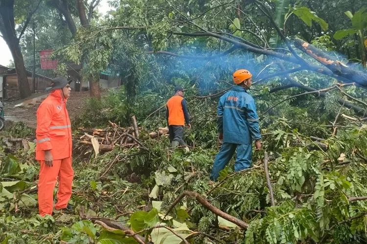 Evakuasi pohon jati tumbang akibat hujan angin Desa Penundan, Kecamatan Banyuputih, Kabupaten Batang (dok)