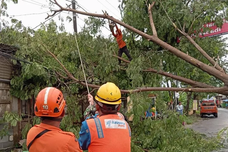 Petugas gabungan PLN dan BPBD membersihkan pohon tumbang menimpa kabel listrik akibat hujan deras dan angis kencang yang terjadi, Rabu 13 Maret 2024.  (Edi Prayitno/ kontributor Kendal)