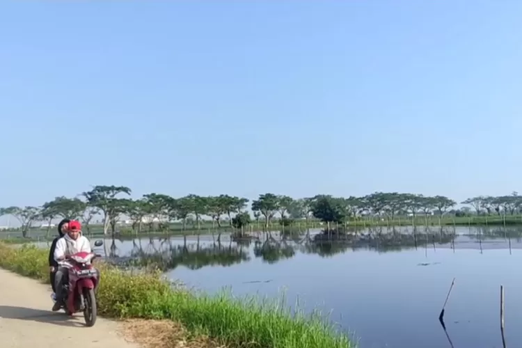 Warga melintas di tambak ikan yang rusak akibat terendam banjir di Desa Turun rejo Brangsong.  (edi prayitno/kontributor Kendal)