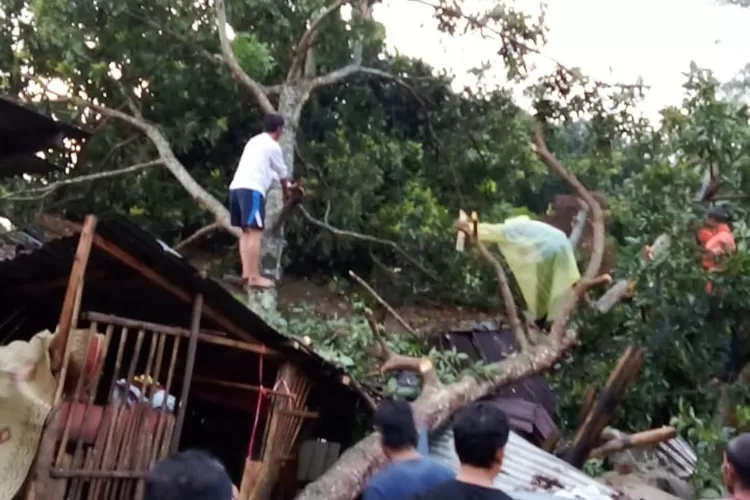 Warga Limbangan memangkas dahan pohon alpukat berukuran besar yang ambruk menimpa rumah warga akibat hujan deras disertai angina kencang.  (edi prayitno/kontributor Kendal)