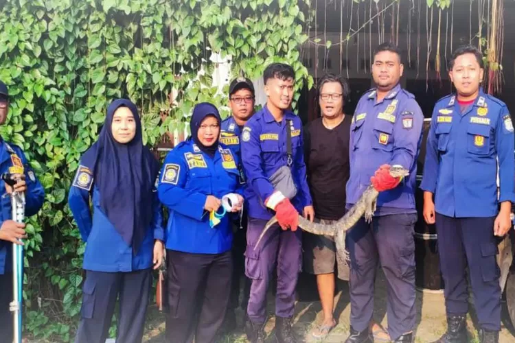 Petugas Damkar Kendal melakukan evakuasi biawak di pemukiman warga di Kelurahan Kebondalem.  (Dokumen damkar kendal)